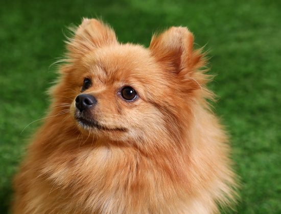 pet-safe-artificial-grass-cleaning-boynton-beach